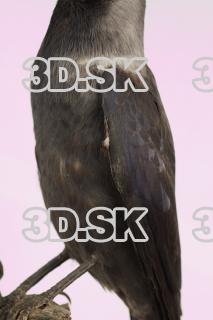 Jackdaw - Corvus monedula 0020